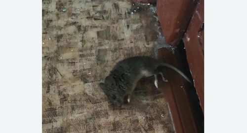 Дезинфекция от мышей в Кимрах